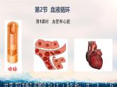 初中 生物 北師大版（2024）七年級下冊4.7.2 血液循環(huán) 課件