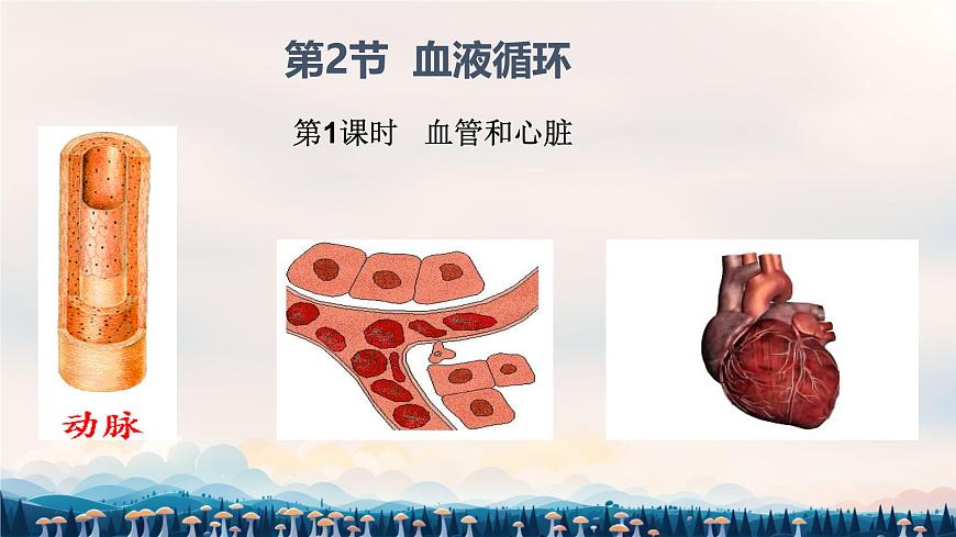 初中 生物 北师大版（2024）七年级下册4.7.2 血液循环 课件第1页