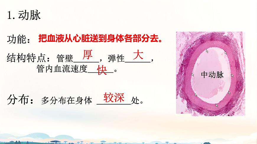 初中 生物 北师大版（2024）七年级下册4.7.2 血液循环 课件第4页