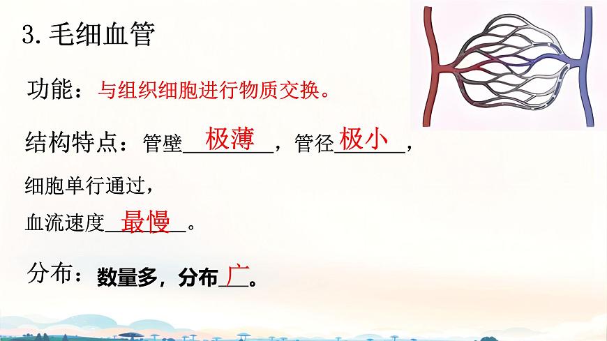 初中 生物 北师大版（2024）七年级下册4.7.2 血液循环 课件第7页