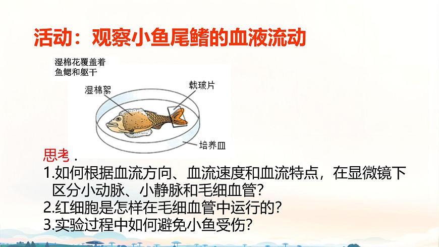 初中 生物 北师大版（2024）七年级下册4.7.2 血液循环 课件第8页