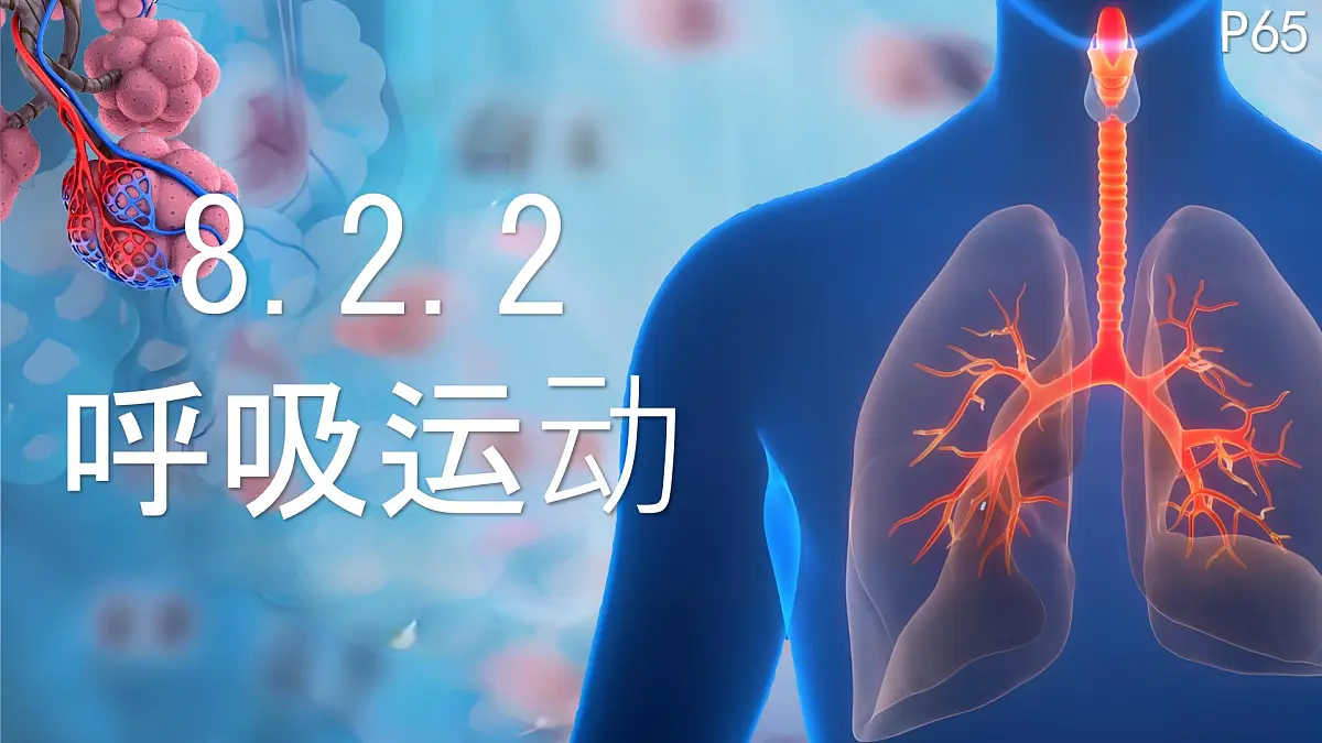 初中 生物 北师大版（2024）七年级下册4.8.2.2 人体细胞获得氧气的过程 课件第1页