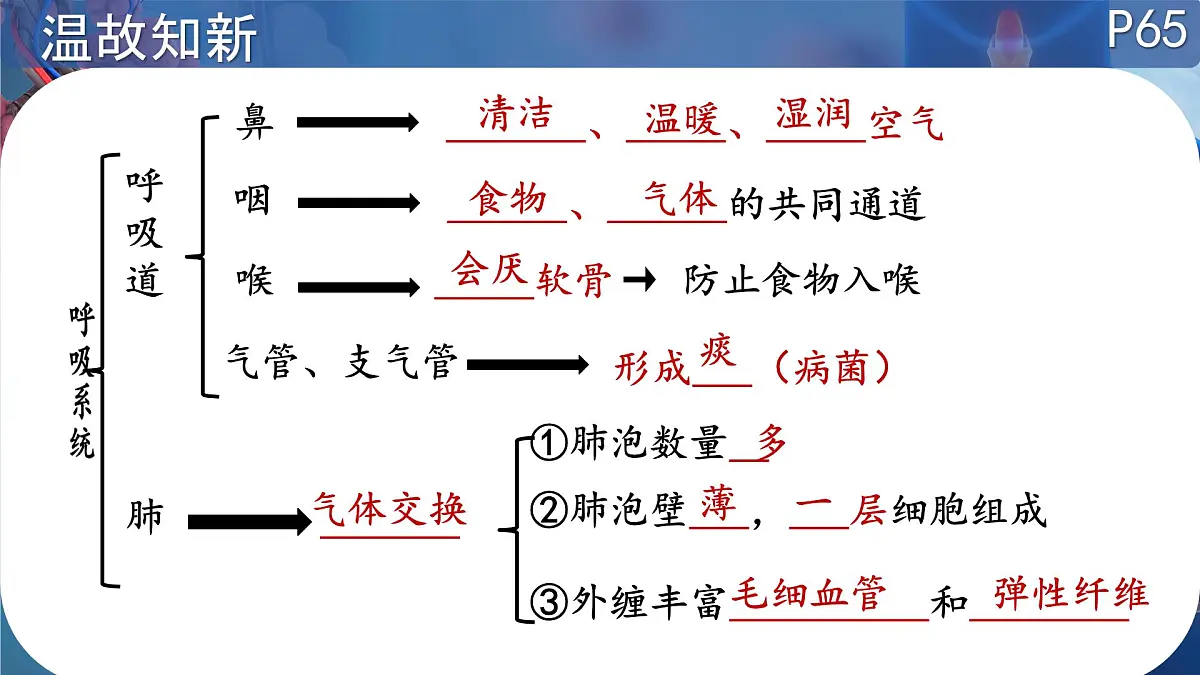 初中 生物 北师大版（2024）七年级下册4.8.2.2 人体细胞获得氧气的过程 课件第2页