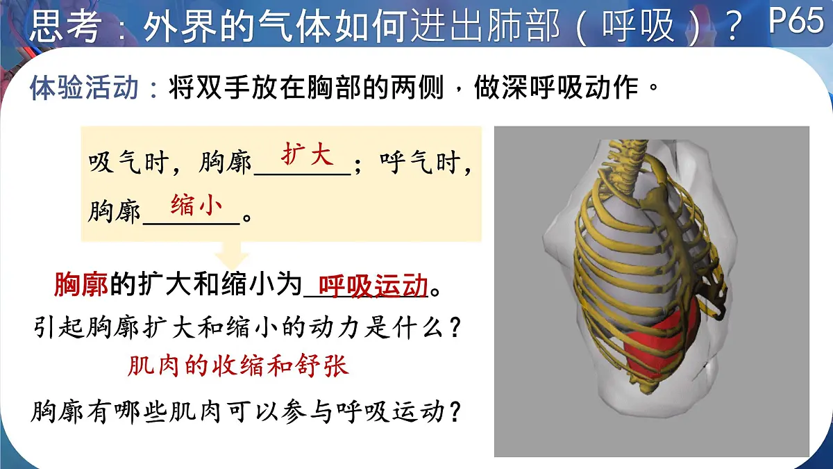 初中 生物 北师大版（2024）七年级下册4.8.2.2 人体细胞获得氧气的过程 课件第4页