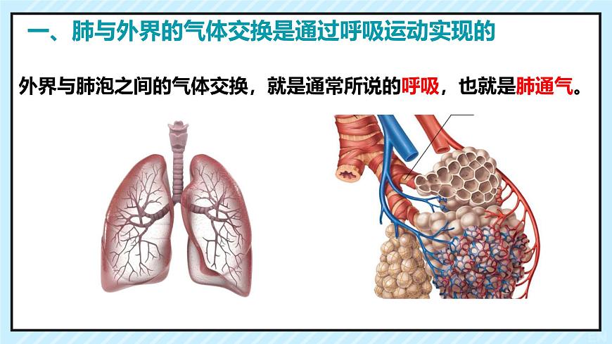 初中 生物 北师大版（2024）七年级下册4.8.2 人体细胞获得氧气的过程 课件第2页