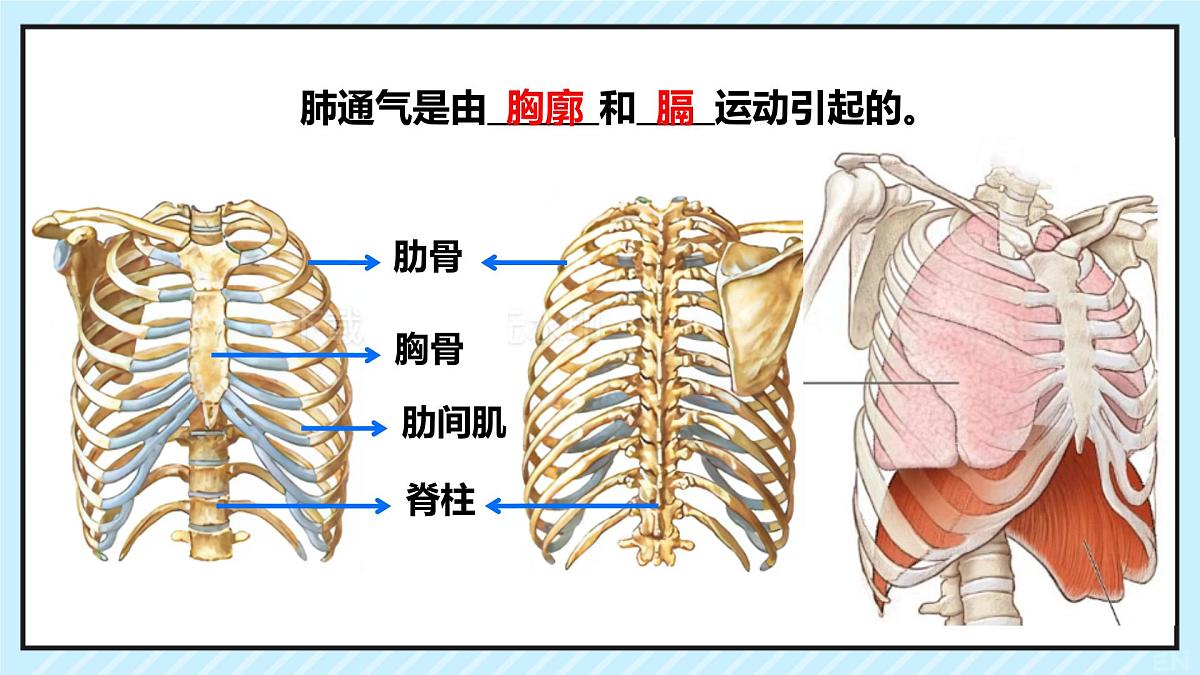 初中 生物 北师大版（2024）七年级下册4.8.2 人体细胞获得氧气的过程 课件第3页