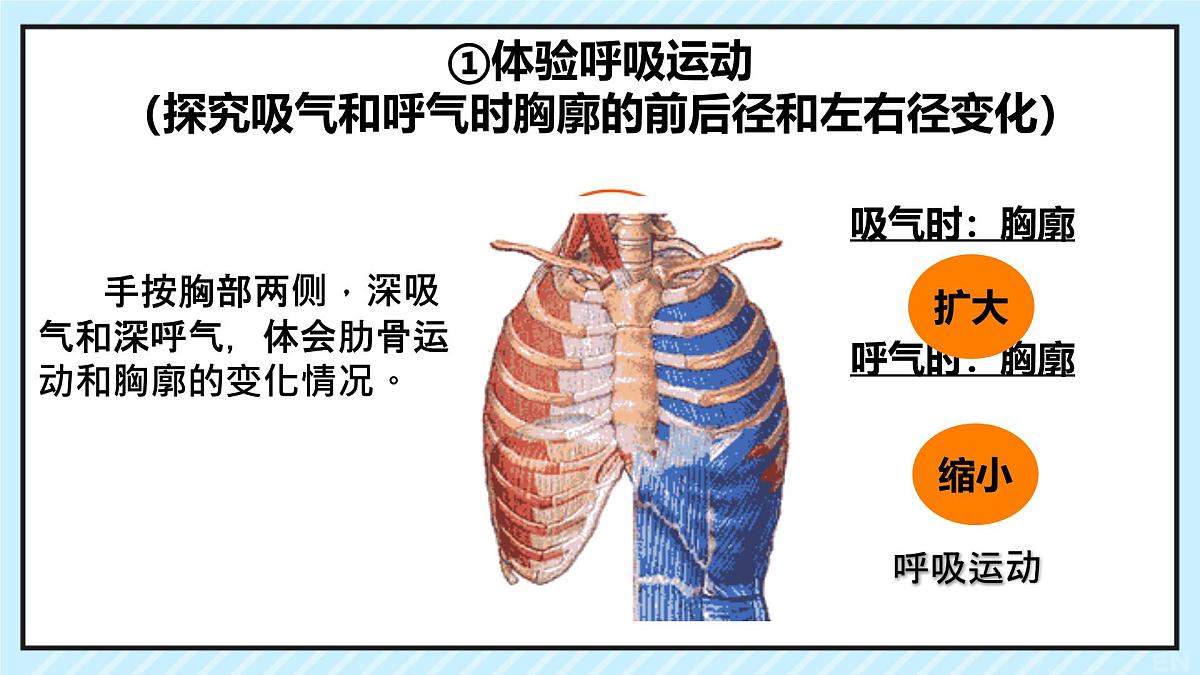 初中 生物 北师大版（2024）七年级下册4.8.2 人体细胞获得氧气的过程 课件第4页