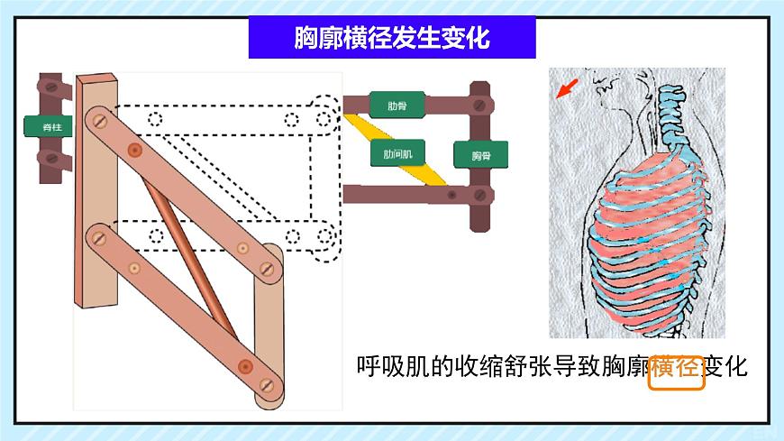 初中 生物 北师大版（2024）七年级下册4.8.2 人体细胞获得氧气的过程 课件第5页