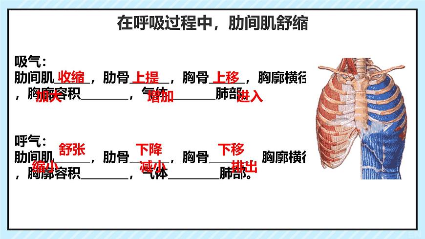 初中 生物 北师大版（2024）七年级下册4.8.2 人体细胞获得氧气的过程 课件第6页