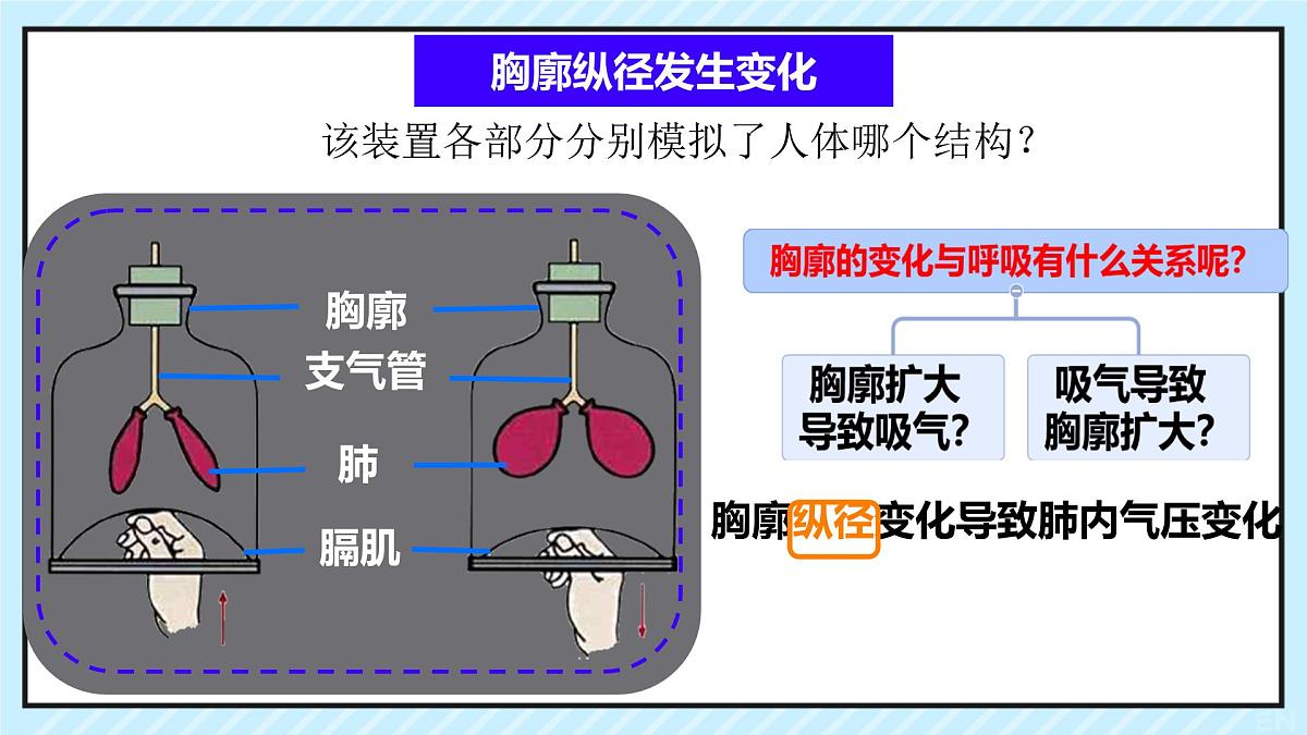 初中 生物 北师大版（2024）七年级下册4.8.2 人体细胞获得氧气的过程 课件第7页