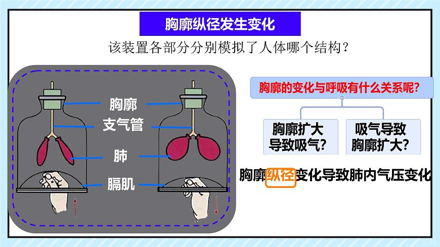 初中 生物 北师大版（2024）七年级下册4.8.2 人体细胞获得氧气的过程 课件第7页