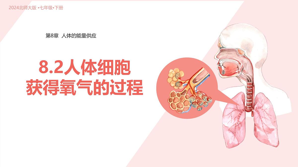 初中 生物 北师大版（2024）七年级下册4.8.2 人体细胞获得氧气的过程 课件第1页