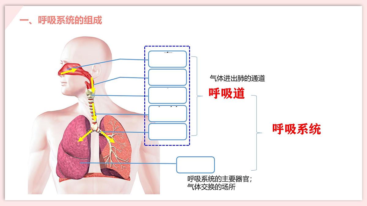 初中 生物 北师大版（2024）七年级下册4.8.2 人体细胞获得氧气的过程 课件第4页