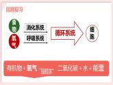 初中 生物 北師大版（2024）七年級(jí)下冊(cè)4.8.2 人體細(xì)胞獲得氧氣的過(guò)程 課件