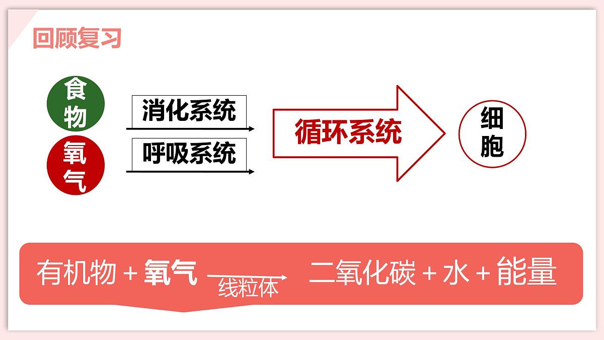 初中 生物 北师大版（2024）七年级下册4.8.2 人体细胞获得氧气的过程 课件第5页