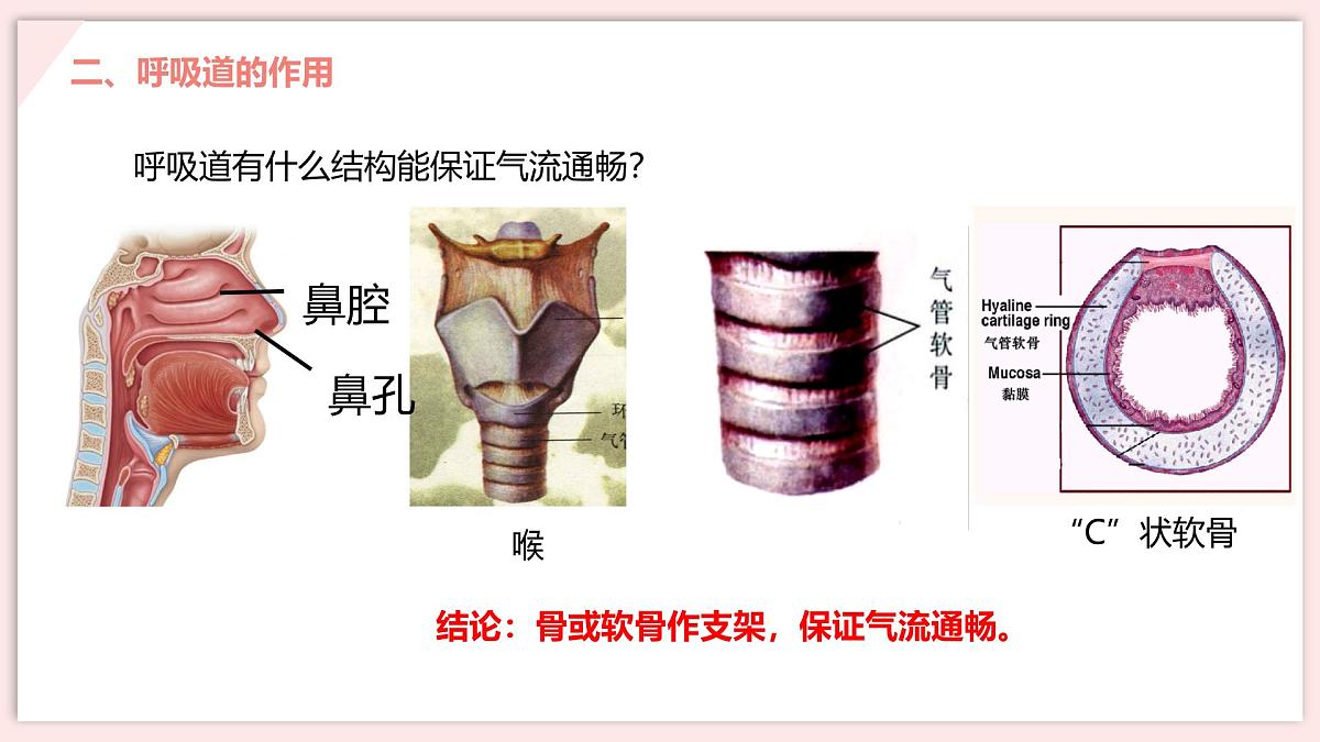 初中 生物 北师大版（2024）七年级下册4.8.2 人体细胞获得氧气的过程 课件第8页
