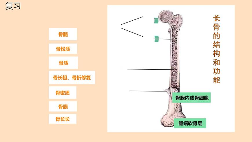 初中 生物 北师大版（2024）七年级下册4.11.3 运动的形成 课件第4页