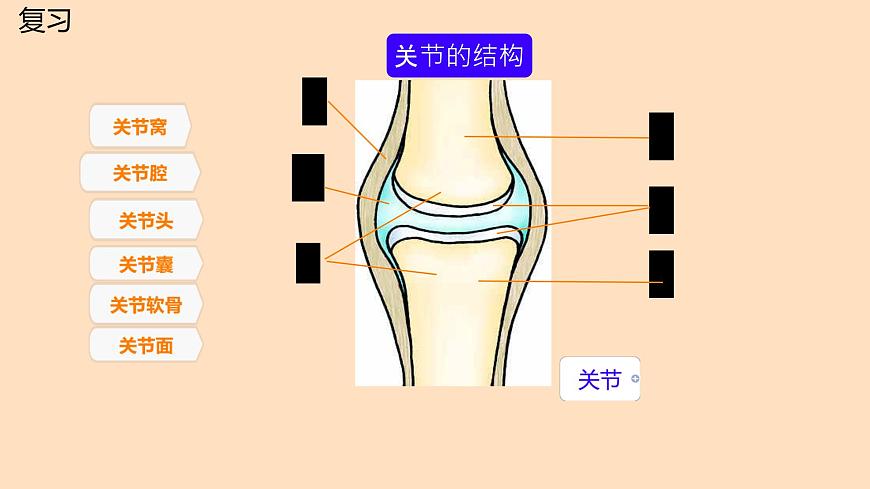 初中 生物 北师大版（2024）七年级下册4.11.3 运动的形成 课件第5页