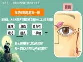 初中 生物 北師大版（2024）七年級下冊4.10.2 感受器和感覺器官 課件