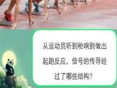初中 生物 北師大版（2024）七年級下冊4.10.1 神經系統(tǒng)與神經調節(jié) 課件