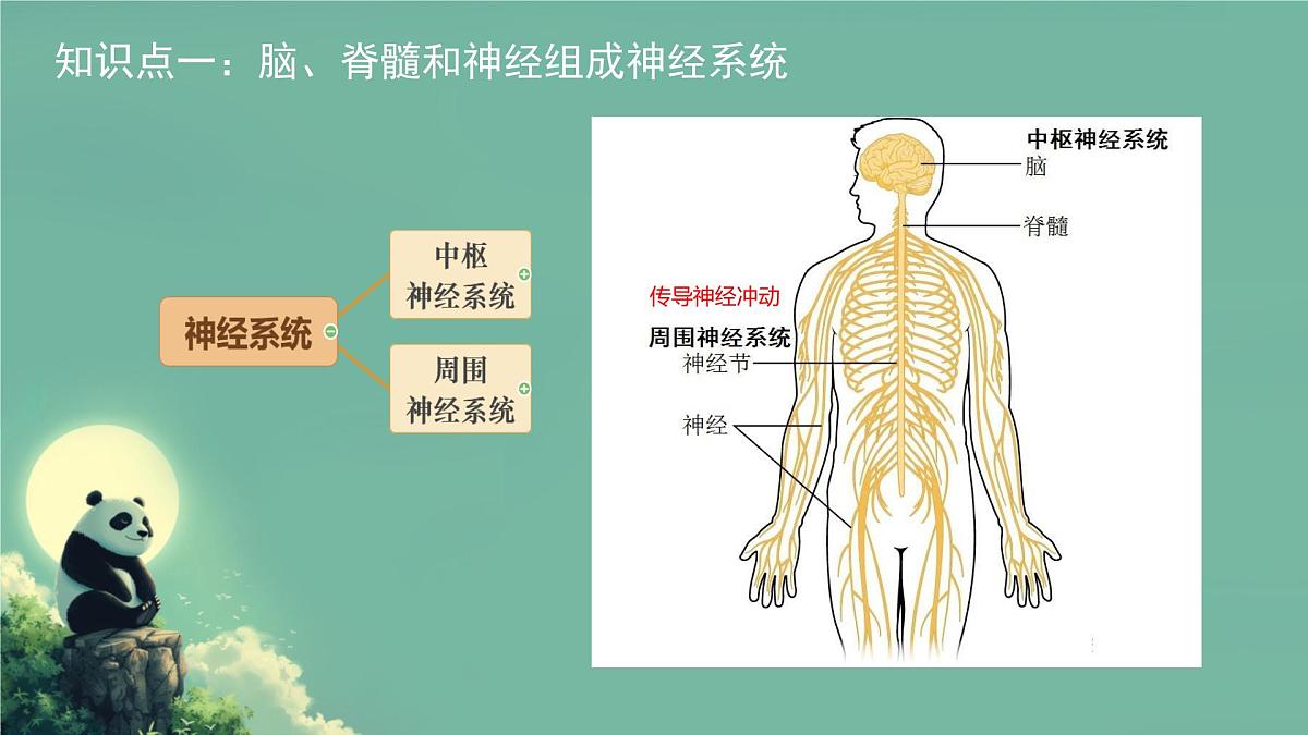 初中 生物 北师大版（2024）七年级下册4.10.1 神经系统与神经调节 课件第4页