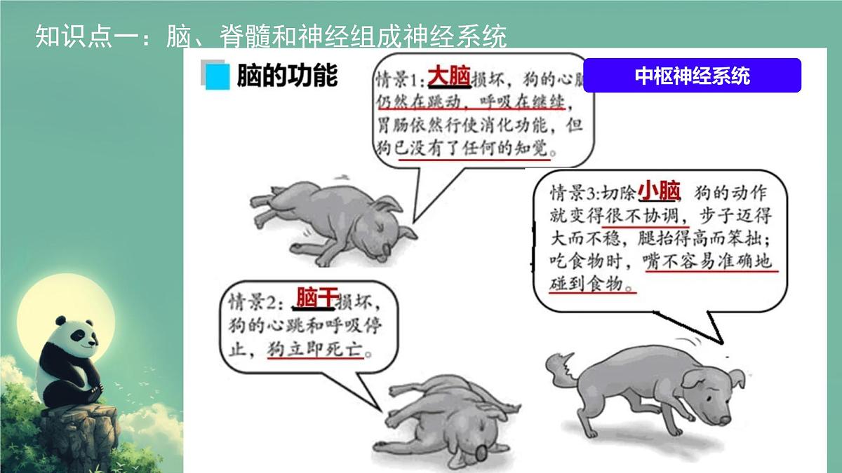 初中 生物 北师大版（2024）七年级下册4.10.1 神经系统与神经调节 课件第5页