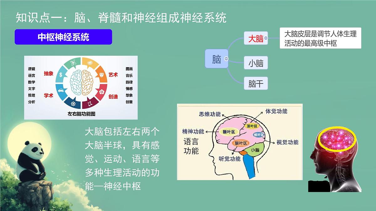 初中 生物 北师大版（2024）七年级下册4.10.1 神经系统与神经调节 课件第6页