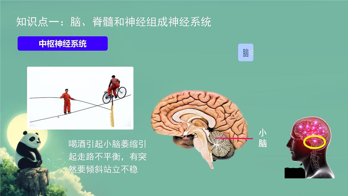 初中 生物 北师大版（2024）七年级下册4.10.1 神经系统与神经调节 课件第7页