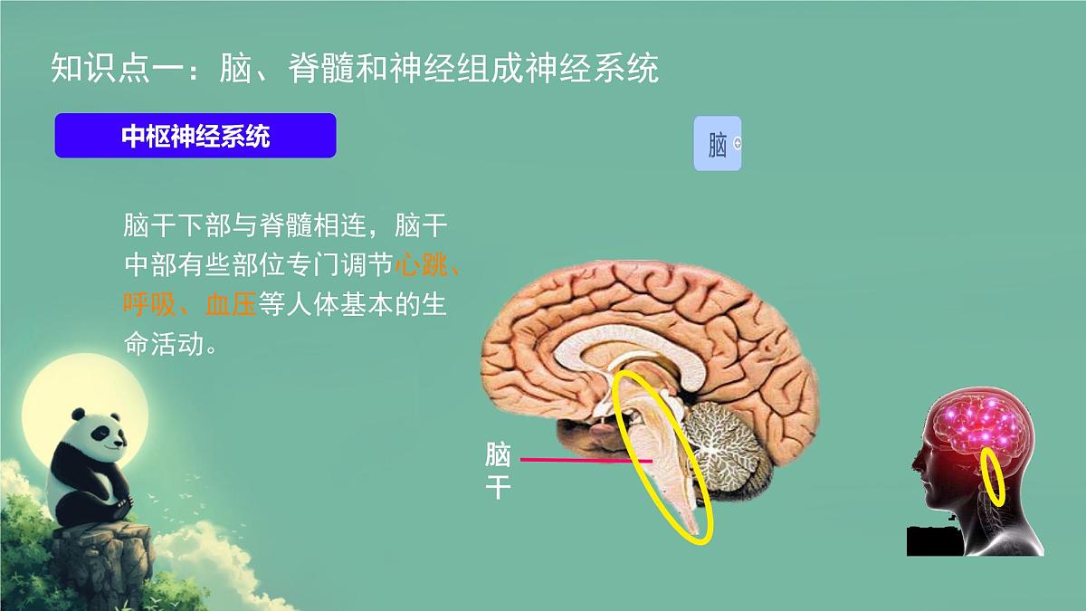 初中 生物 北师大版（2024）七年级下册4.10.1 神经系统与神经调节 课件第8页