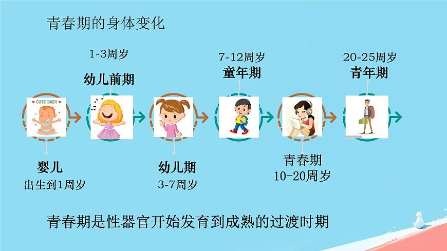 初中  生物  人教版（2024）  七年级下册（2024）  第四单元第二节 青春期 课件第4页