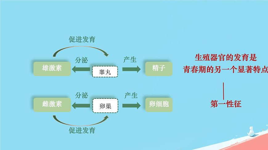 初中  生物  人教版（2024）  七年级下册（2024）  第四单元第二节 青春期 课件第8页