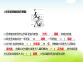 人教版八年级生物下册图形专项过关课件