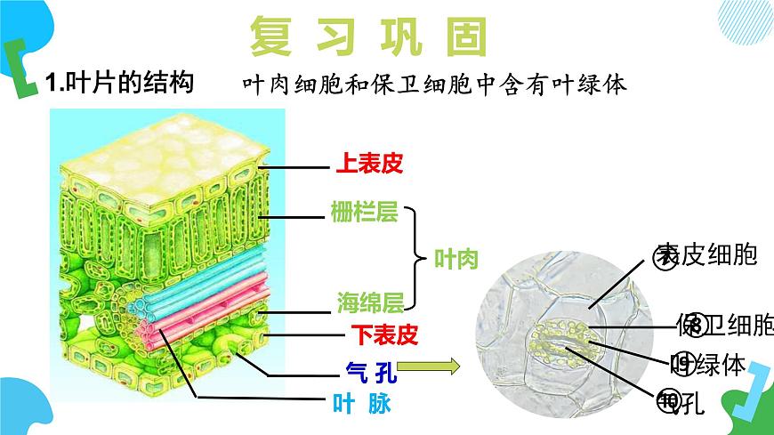 4.10.2 生物圈中的水循环（教学课件）-2024-2025学年七年级生物下册（苏教版2024）第5页