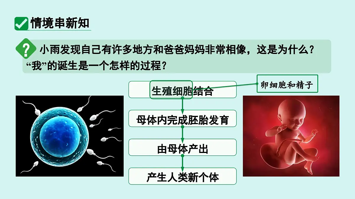 4.1.1 人的生殖 课件 人教2024版七年级下册生物第3页