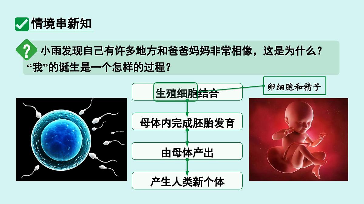 4.1.1 人的生殖 课件 人教2024版七年级下册生物第3页