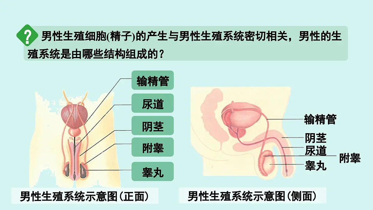 4.1.1 人的生殖 课件 人教2024版七年级下册生物第4页