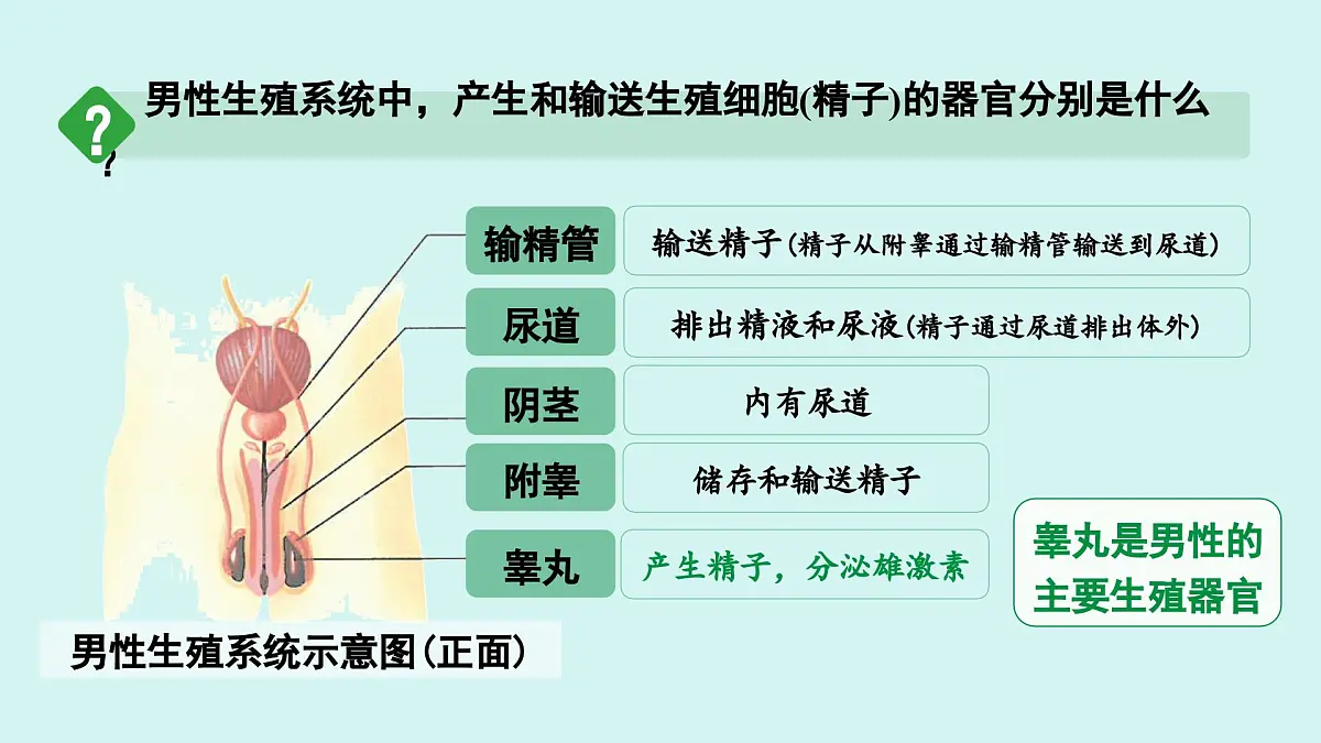 4.1.1 人的生殖 课件 人教2024版七年级下册生物第5页