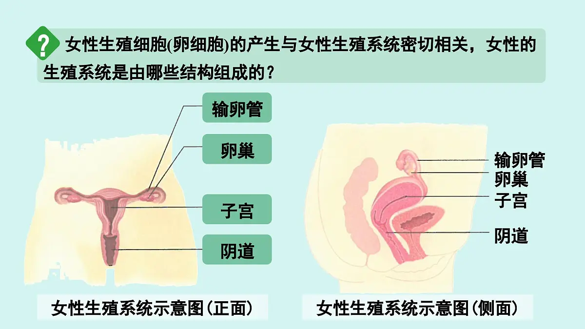 4.1.1 人的生殖 课件 人教2024版七年级下册生物第6页