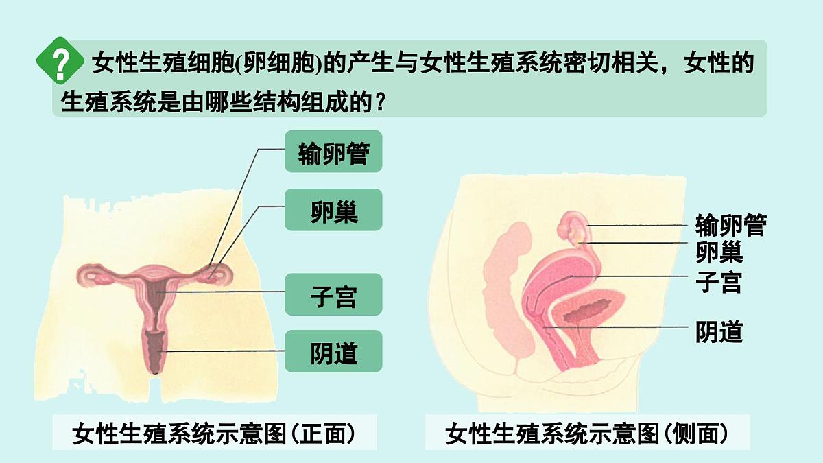 4.1.1 人的生殖 课件 人教2024版七年级下册生物第6页