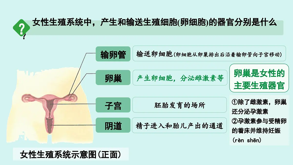 4.1.1 人的生殖 课件 人教2024版七年级下册生物第7页