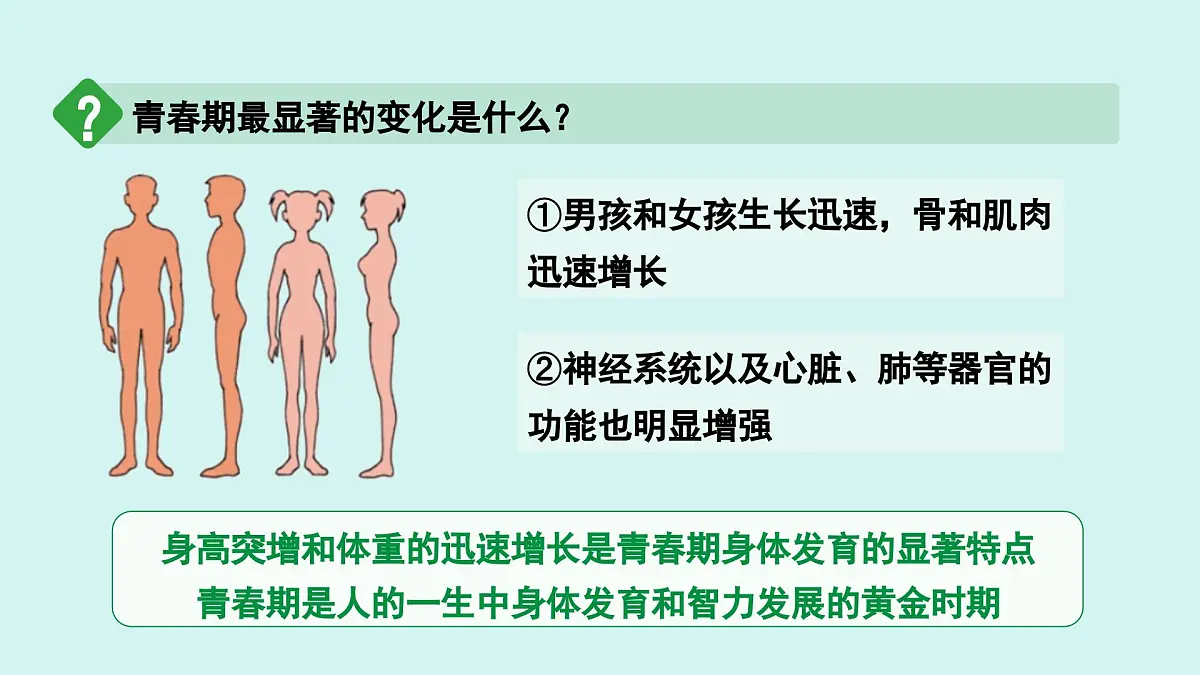 4.1.2 青春期 课件 人教2024版 七年级下册生物第5页