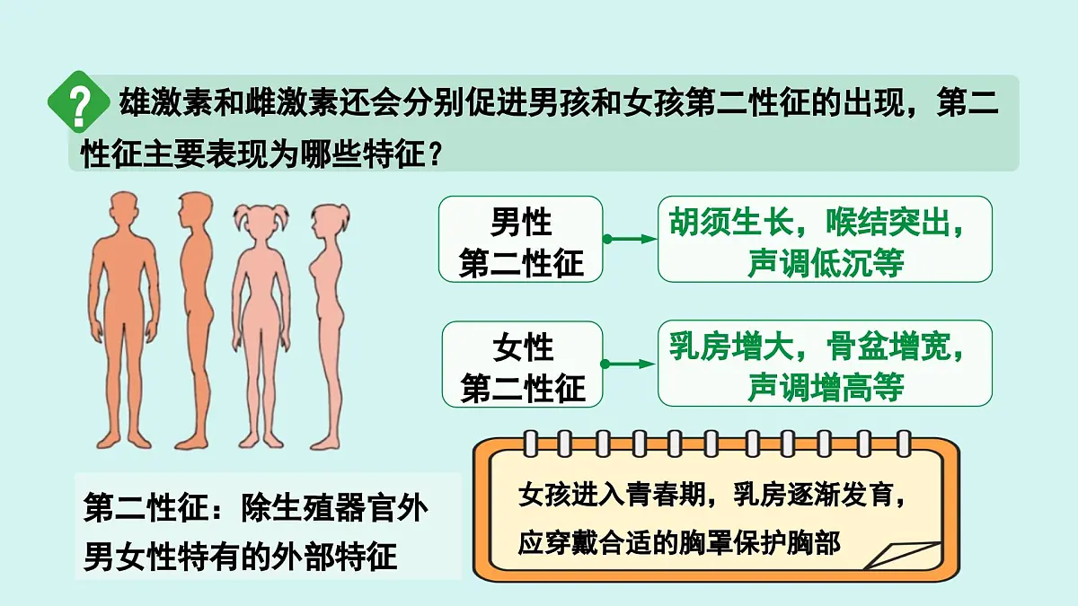4.1.2 青春期 课件 人教2024版 七年级下册生物第7页