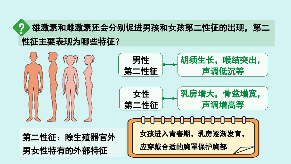 4.1.2 青春期 课件 人教2024版 七年级下册生物第7页