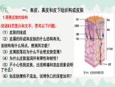 4.9.3  皮膚與汗液分泌（課件）-2024-2025學年七年級生物下冊（北師大版2024）