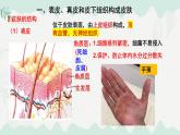 4.9.3  皮膚與汗液分泌（課件）-2024-2025學年七年級生物下冊（北師大版2024）