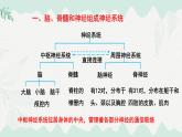 4.10.1  神經系統(tǒng)與神經調節(jié)（課件）-2024-2025學年七年級生物下冊（北師大版2024）