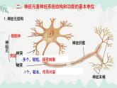 4.10.1  神經系統(tǒng)與神經調節(jié)（課件）-2024-2025學年七年級生物下冊（北師大版2024）