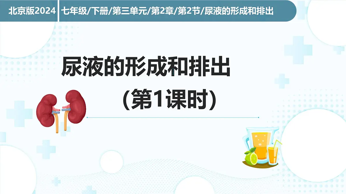 3.2.2 尿液的形成和排出 （第1课时) 2025学年七年级生物下册（北京版2024） 课件第1页