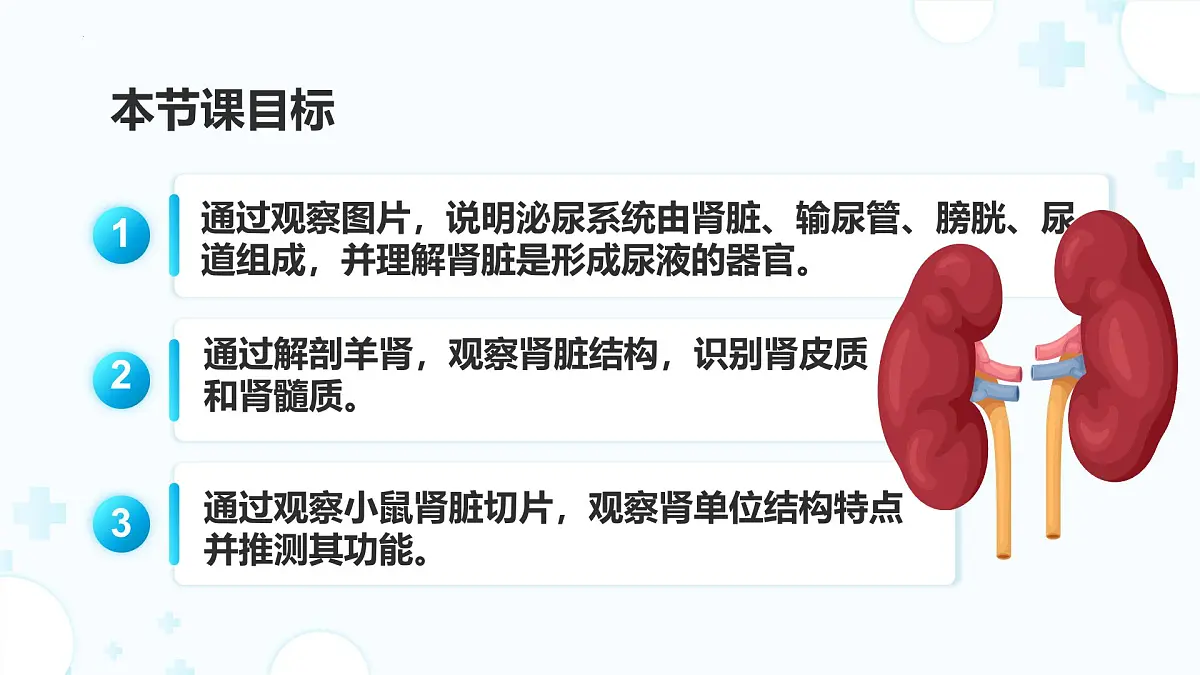 3.2.2 尿液的形成和排出 （第1课时) 2025学年七年级生物下册（北京版2024） 课件第2页