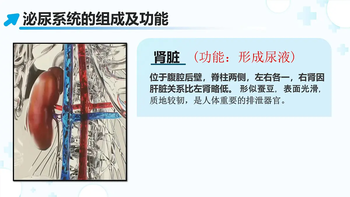 3.2.2 尿液的形成和排出 （第1课时) 2025学年七年级生物下册（北京版2024） 课件第4页